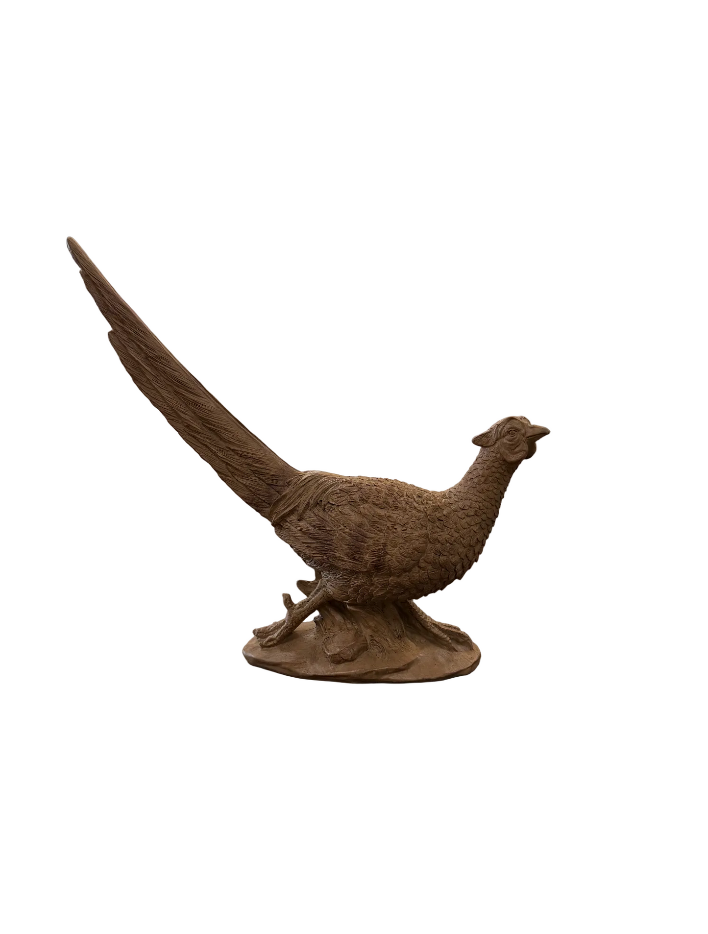 Brown Pheasant