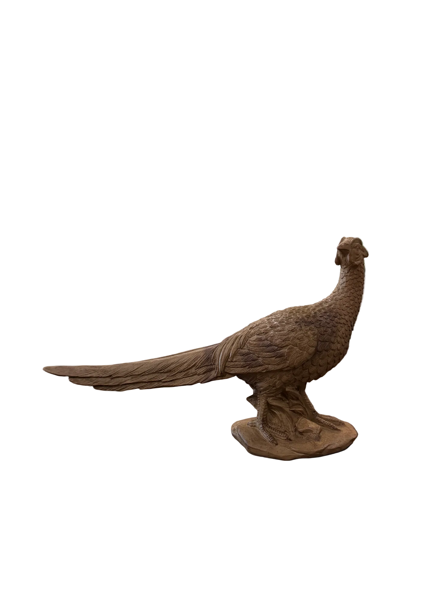 Brown Pheasant